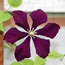 Clematis viticella Etoile Violet